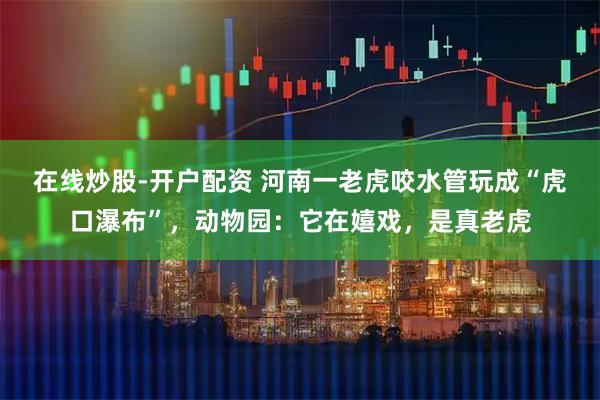 在线炒股-开户配资 河南一老虎咬水管玩成“虎口瀑布”，动物园：它在嬉戏，是真老虎